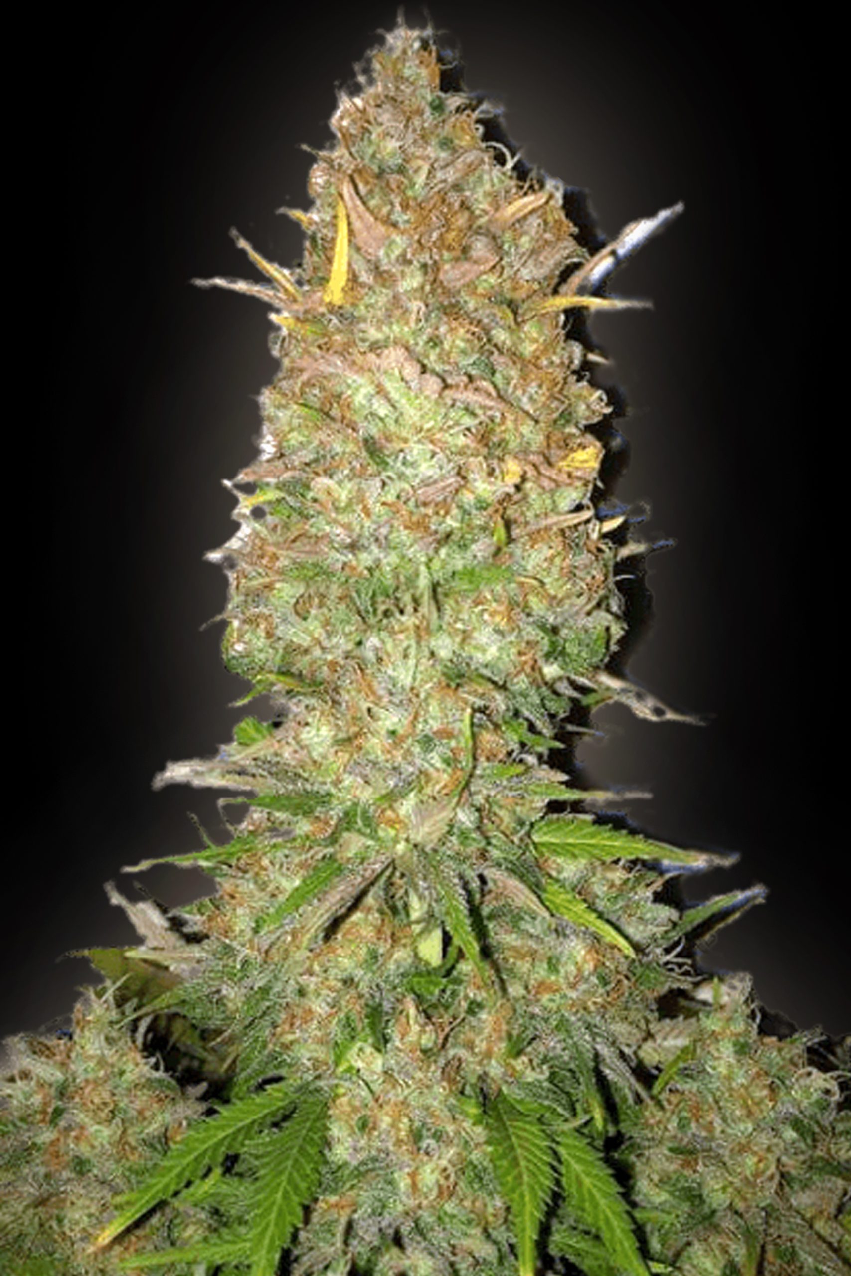 Amnesia Progen