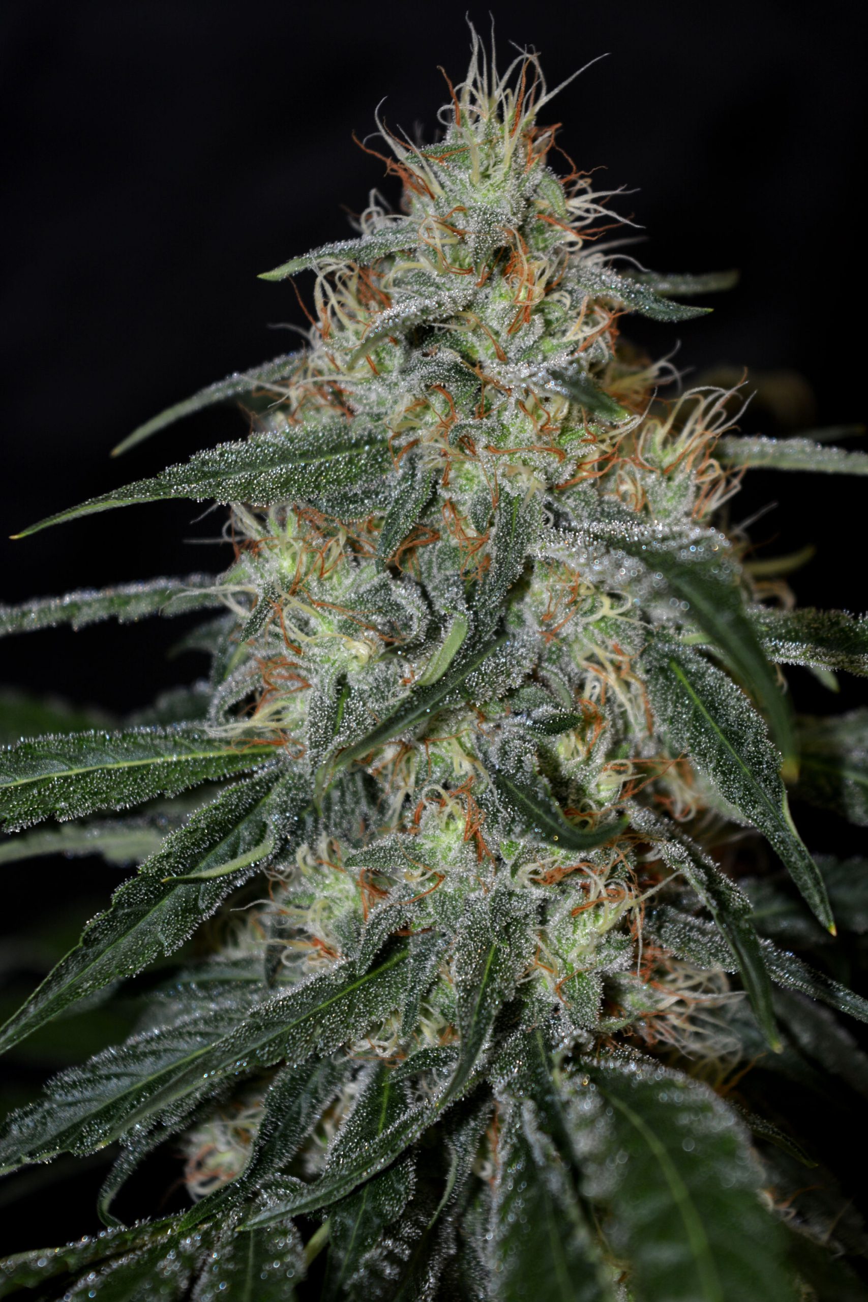Bubba 2