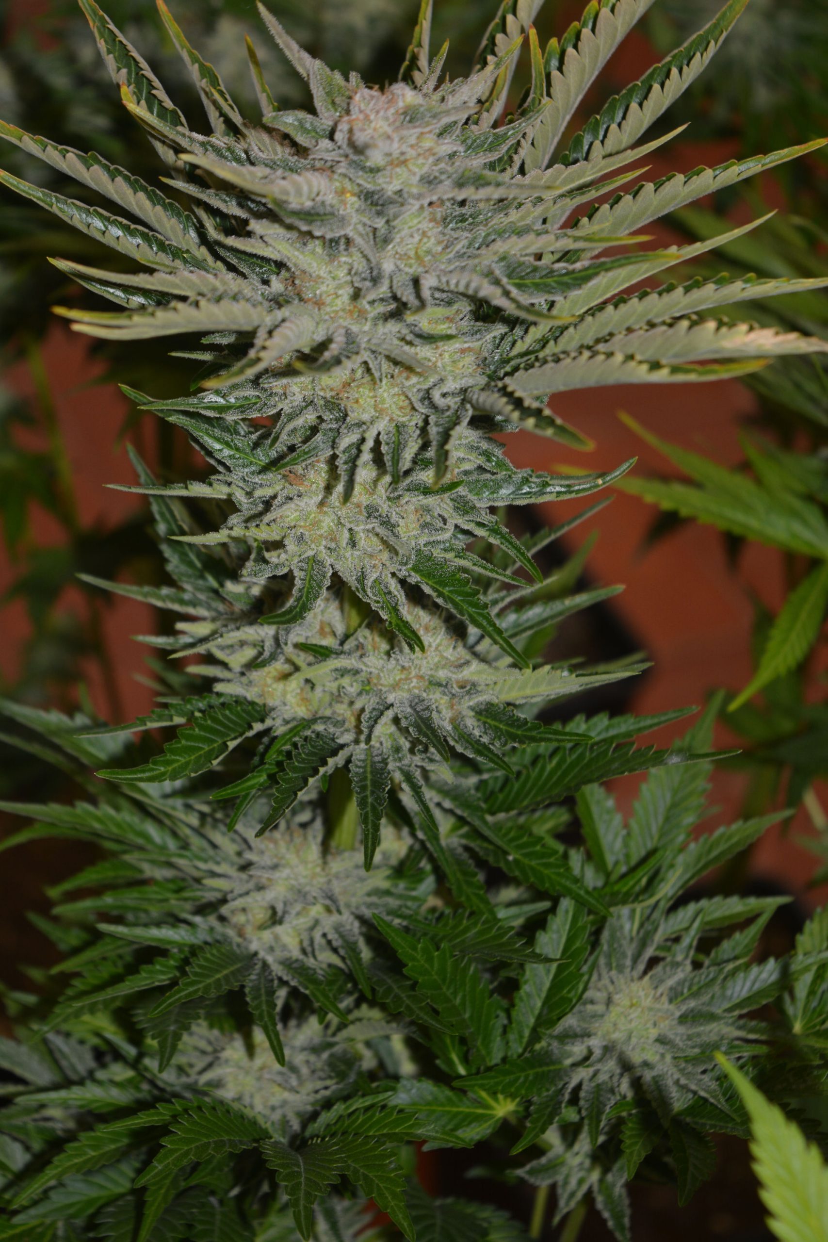 Bud factory 1