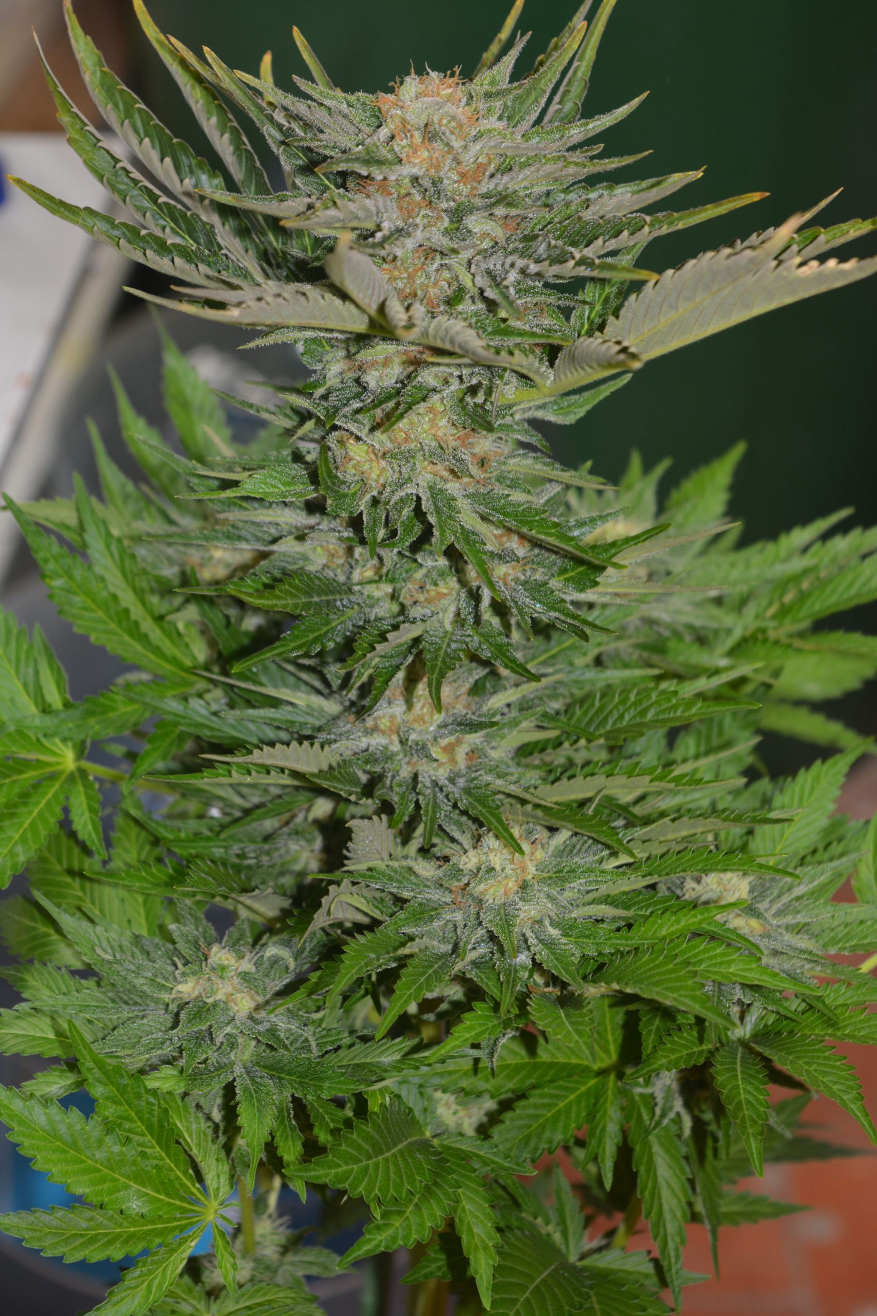 Bud Factory 2