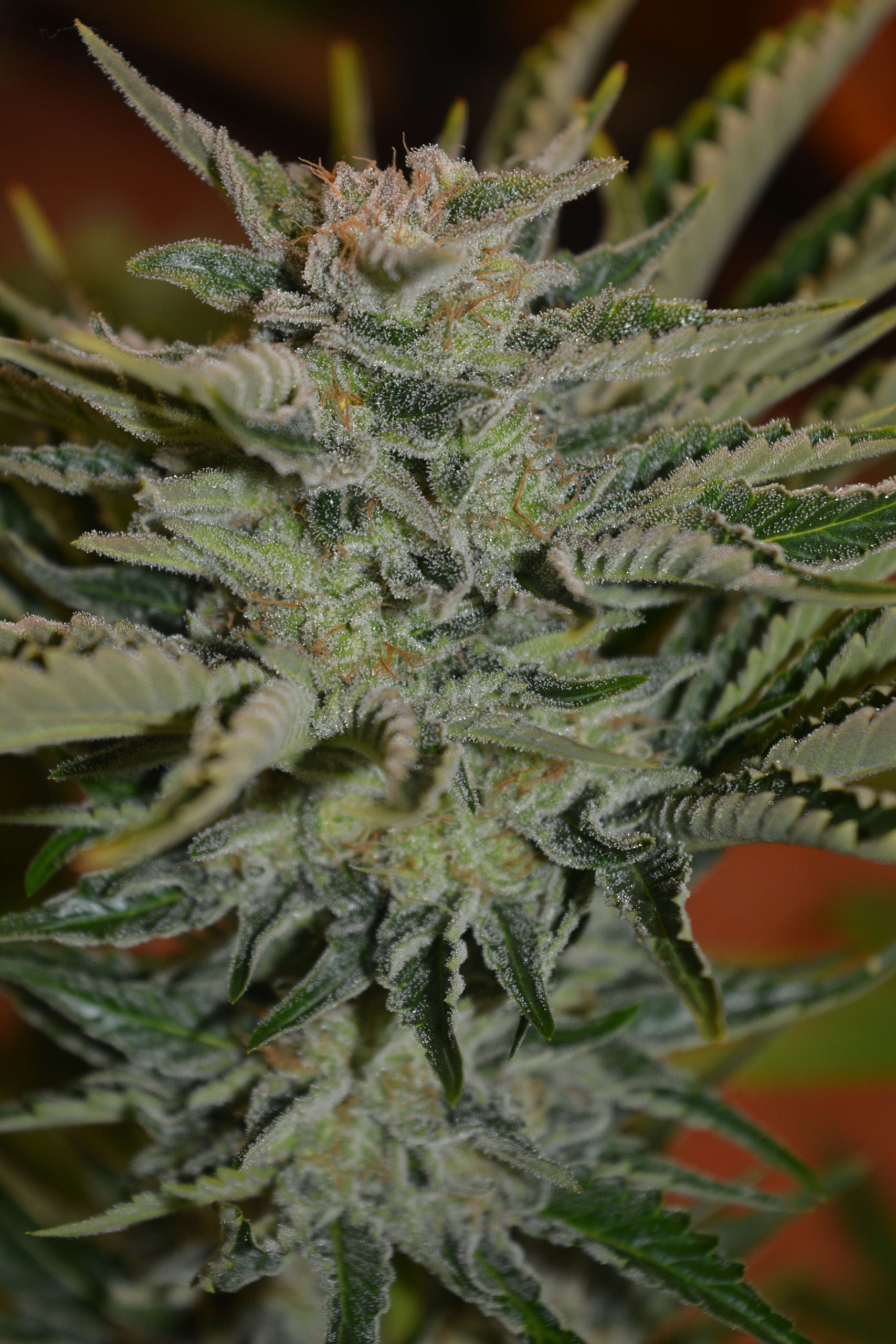 Bud factory 3