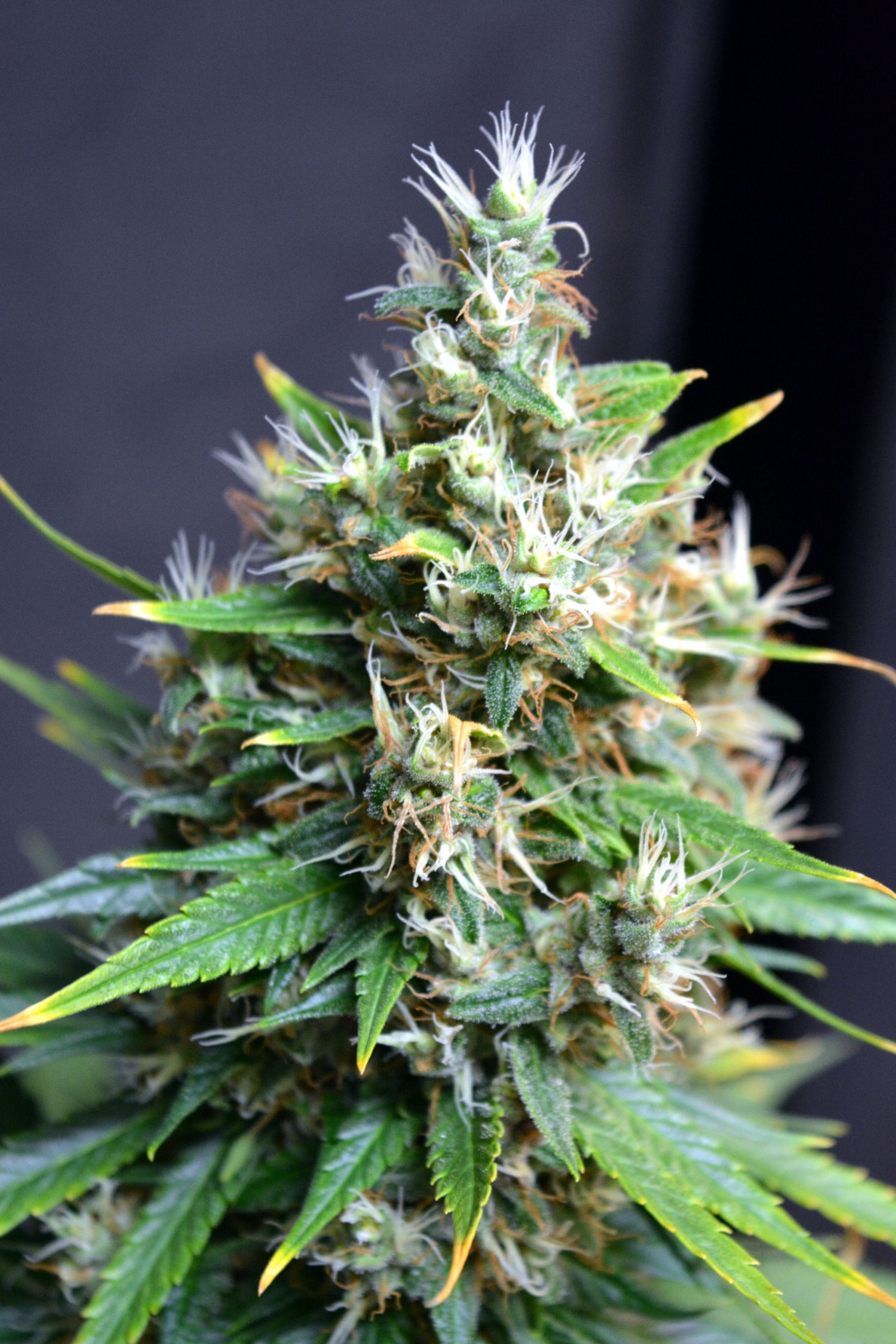 Gelato 1