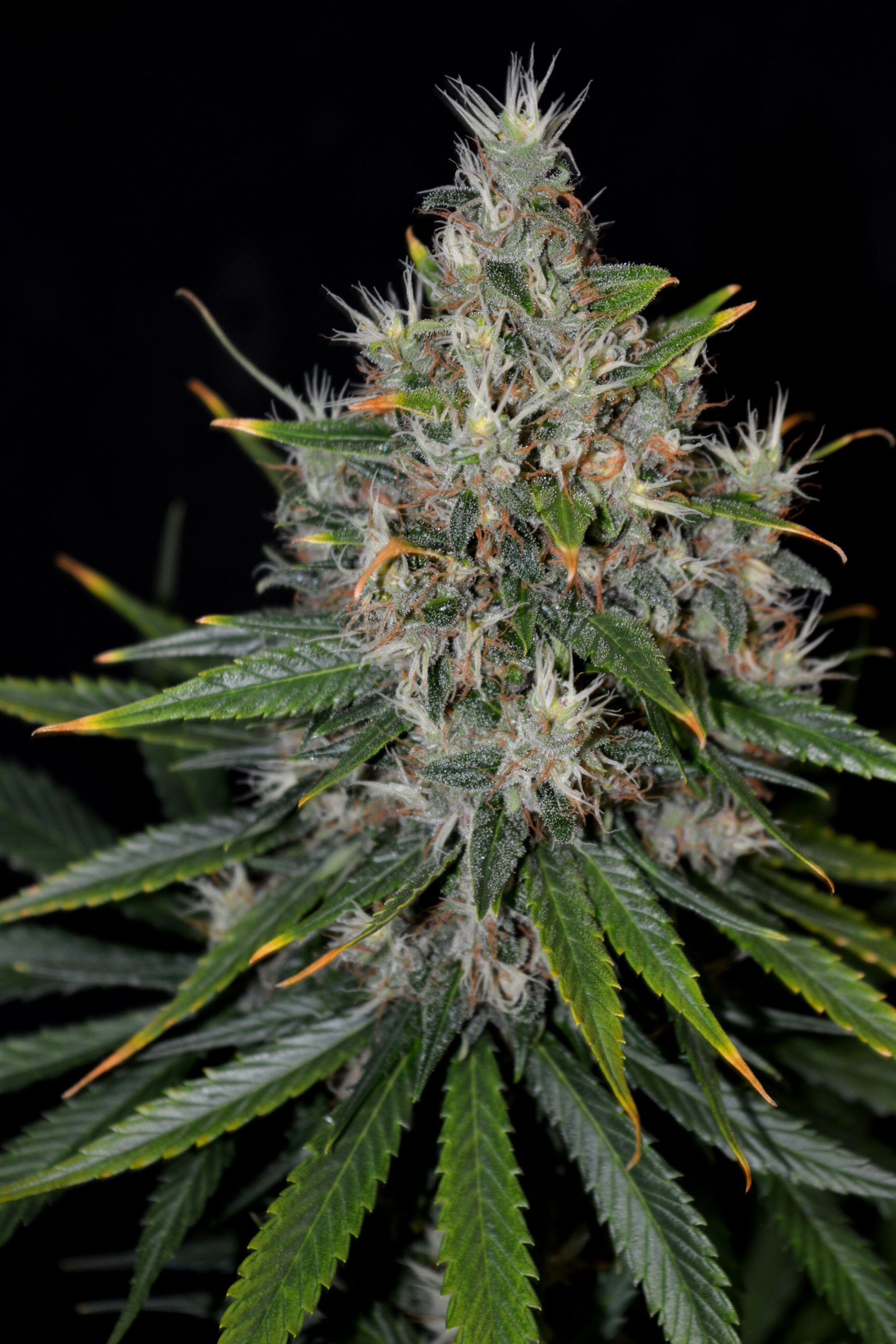 Gelato 2