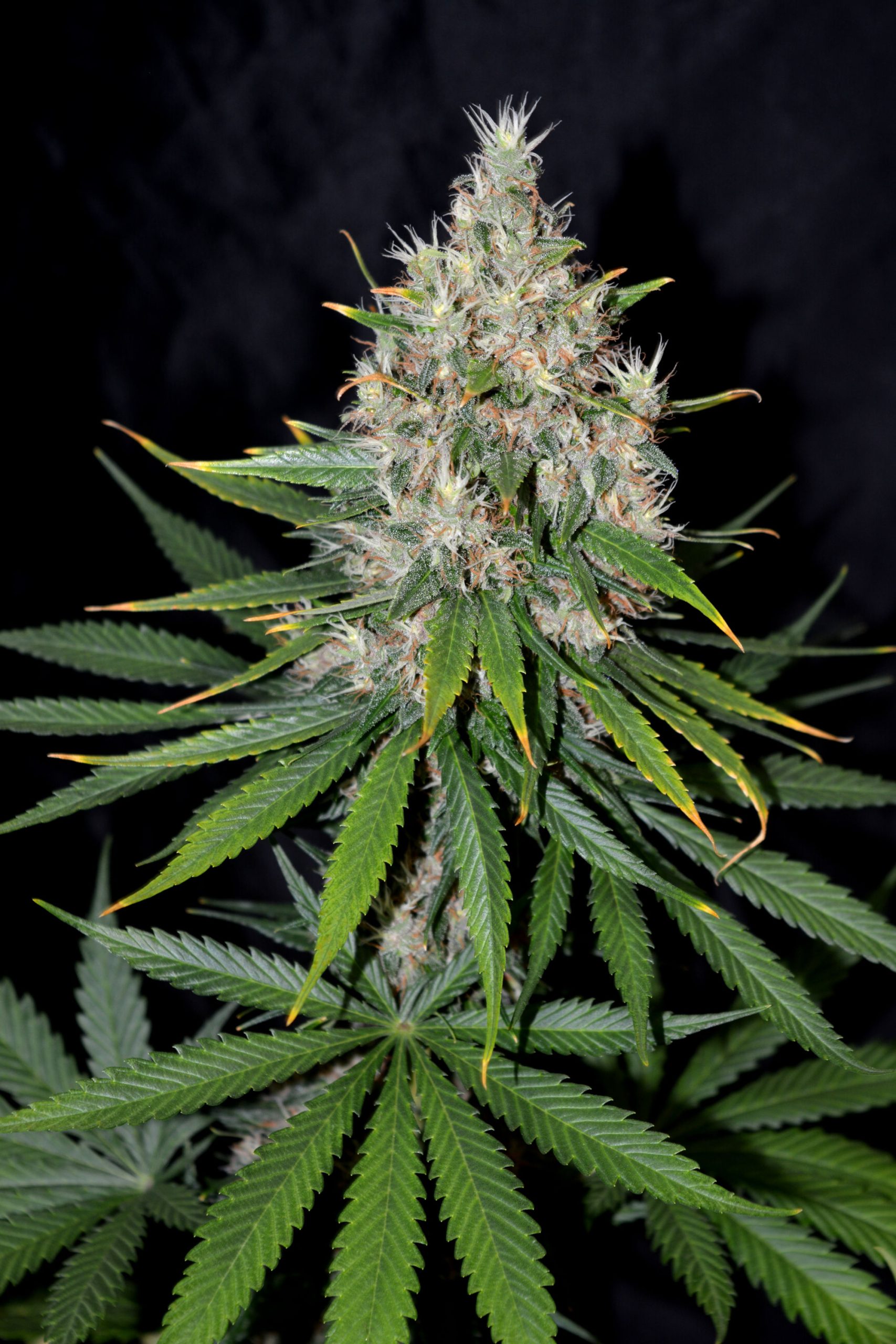 Gelato 3
