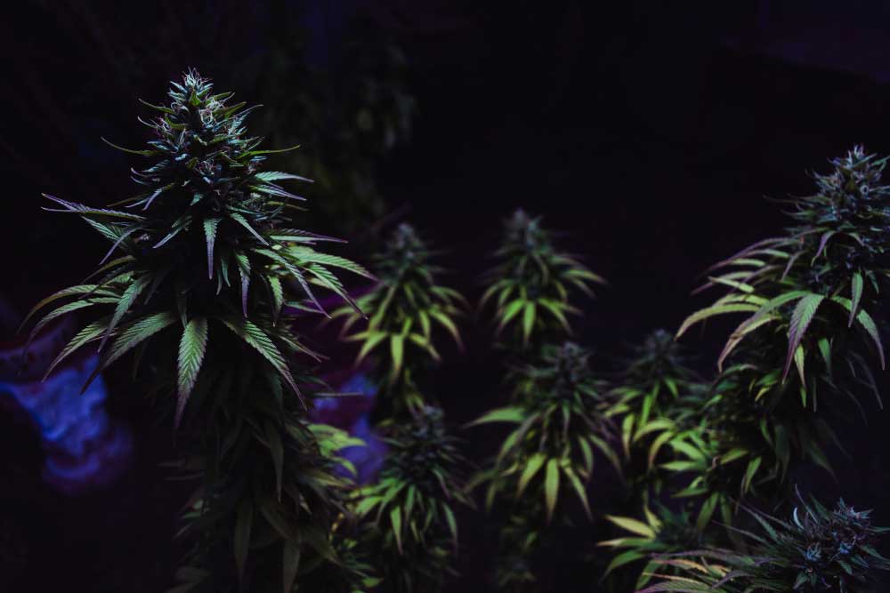 Plantas de marihuana iluminadas